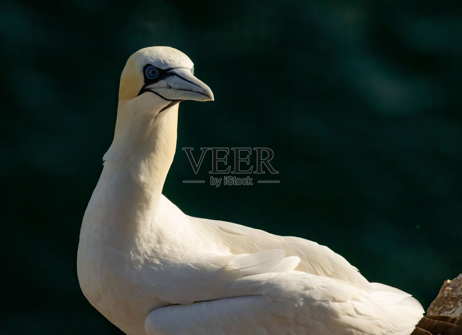 英国贝姆普顿悬崖的北方鸬鹚在繁殖岩石上。照片摄影图片