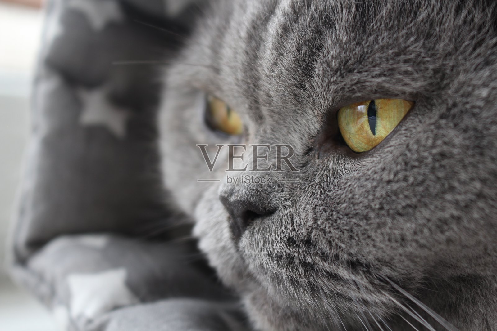 英国猫躺在毯子上，靠近窗户，黄眼睛注视外面。照片摄影图片