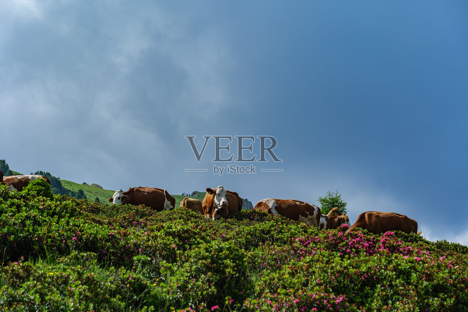 阿尔卑斯山塞乌西，蒂罗尔多洛米蒂山脉照片摄影图片