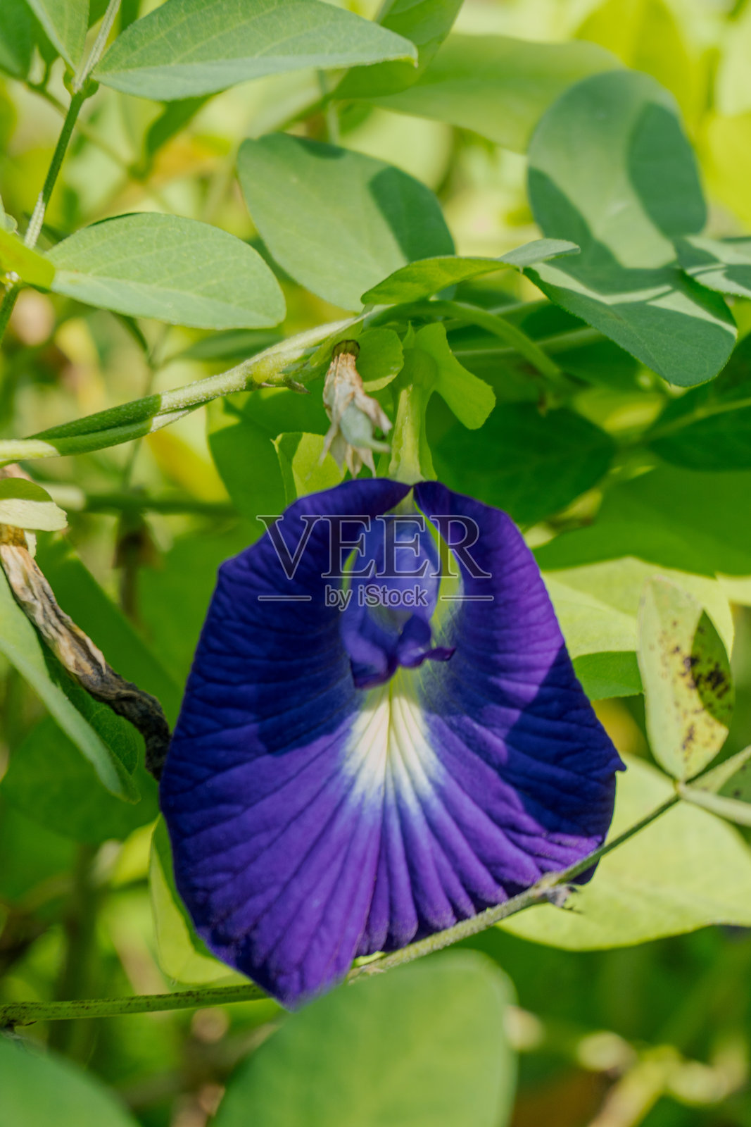 一朵美丽的鲜艳蓝色花朵，中央有白色花纹，绿叶衬托，背景模糊。照片摄影图片