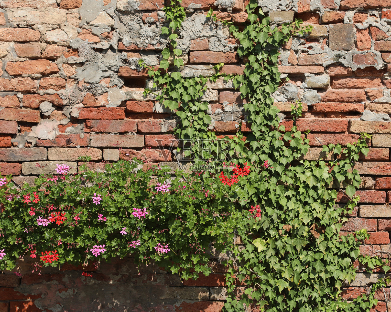 绿色的爬山虎攀爬在红砖墙上的房子旁，旁边有一盆盛开的天竺葵花。照片摄影图片