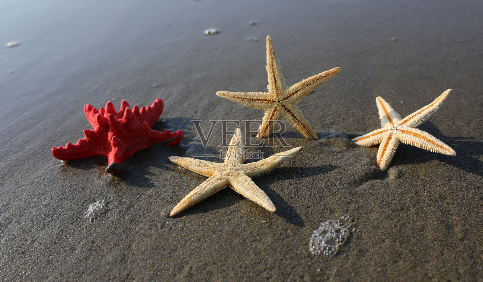 四只五角星星在夏天的海滩沙地上照片摄影图片