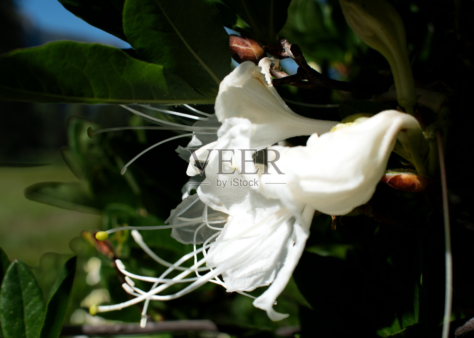 盛开的白色 - 马太福音 5:8照片摄影图片