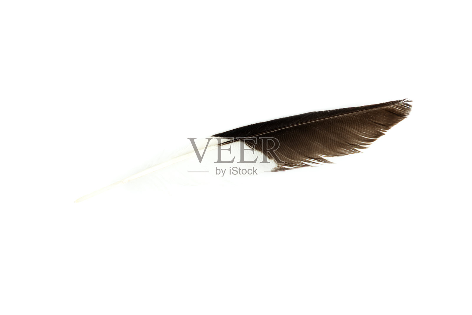 黑白羽毛孤立在白色背景上，双色羽毛照片摄影图片