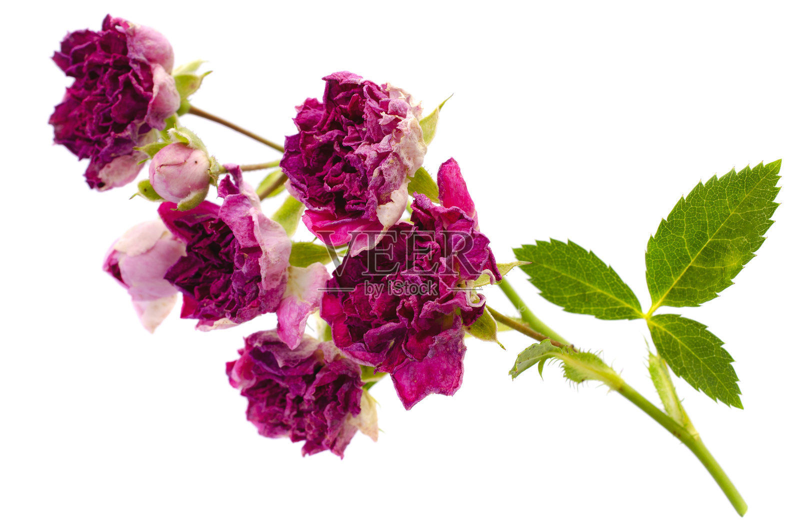 白色背景上孤立的干枯红玫瑰与干叶，俯视图。白色背景上孤立的干红玫瑰，俯视图。白色背景上孤立的干花蕾玫瑰，俯视图。照片摄影图片