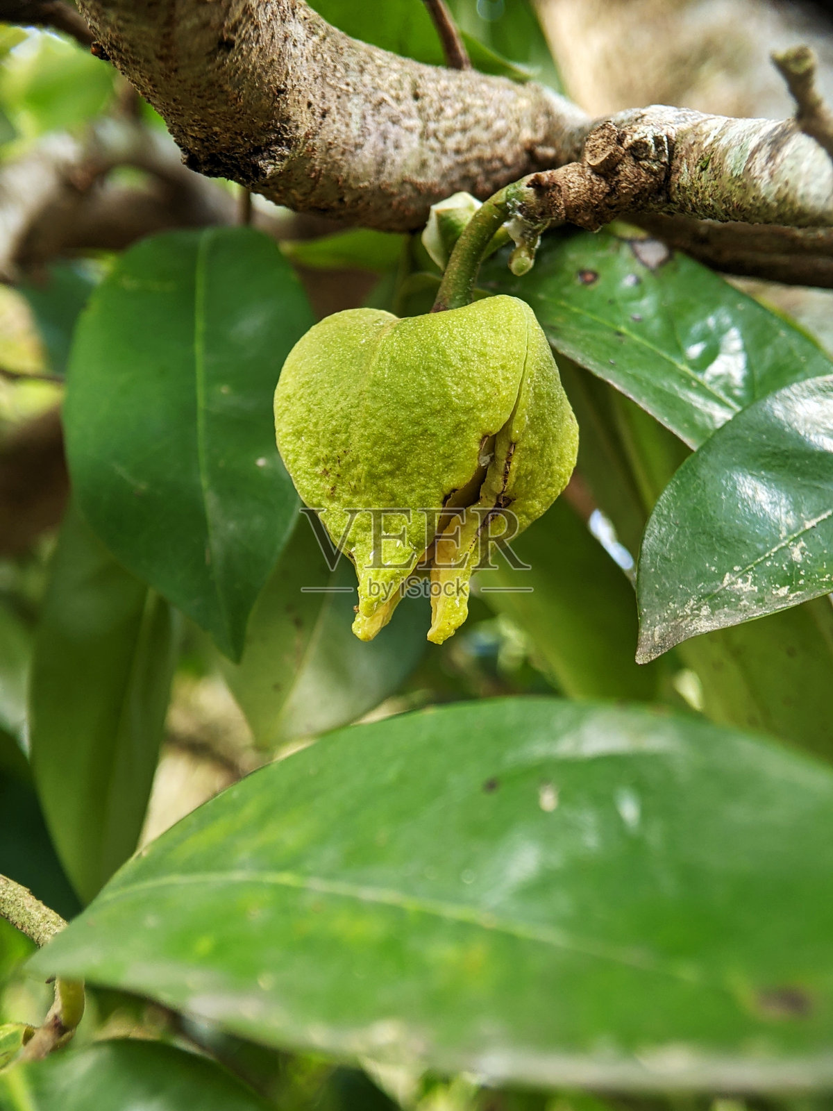 花园中刺果番荔枝花的选择性聚焦照片摄影图片
