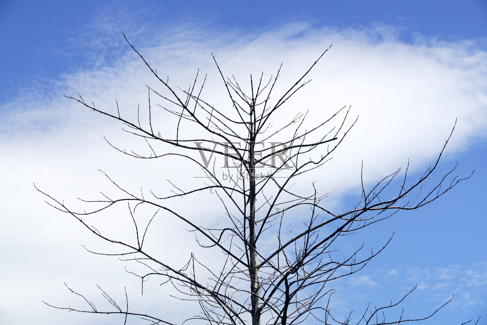 光秃树木的剪影映衬在明亮的蓝天和蓬松的白云下，象征着季节的变化、冬季的挑战以及大自然的韧性，呈现出简约的场景。照片摄影图片