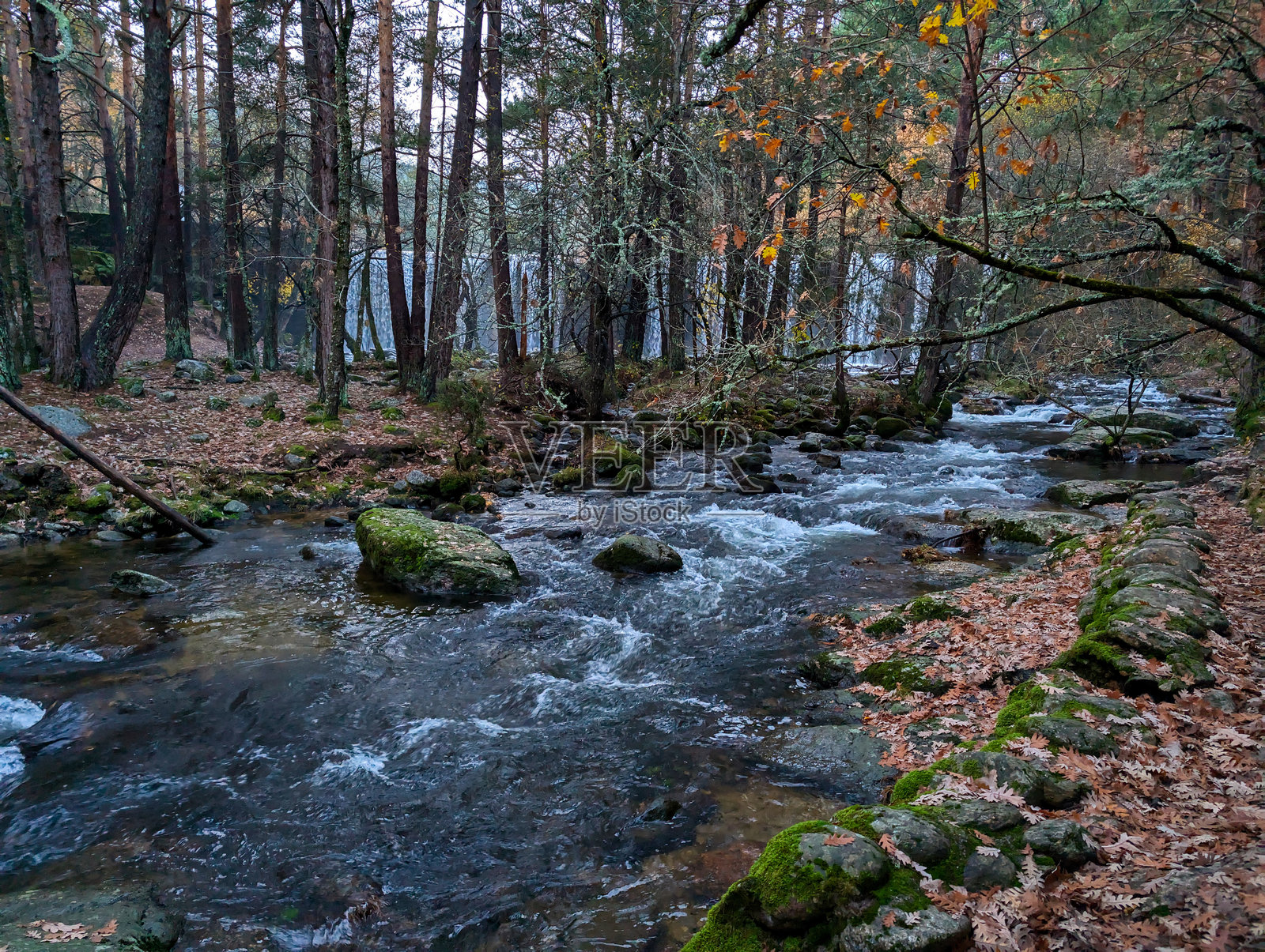 河流，秋天，树木，植物，风景，自然，早晨，色彩，景观，水照片摄影图片