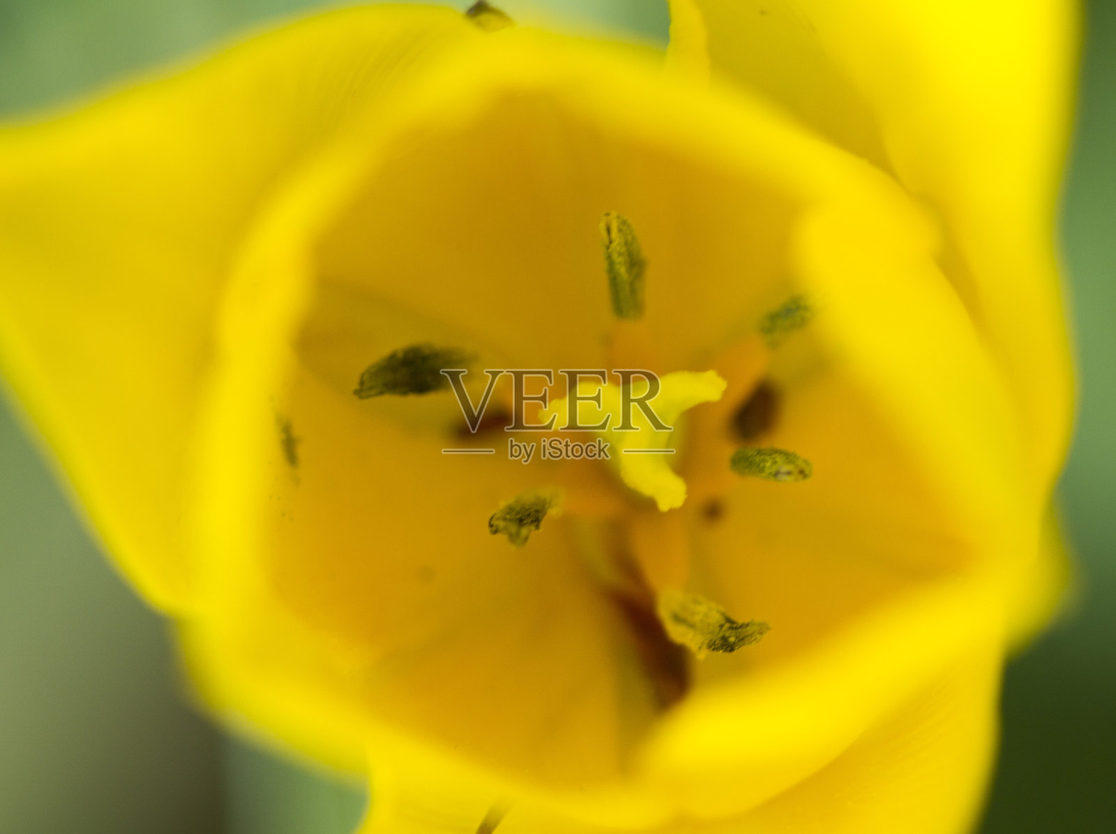 郁金香照片摄影图片