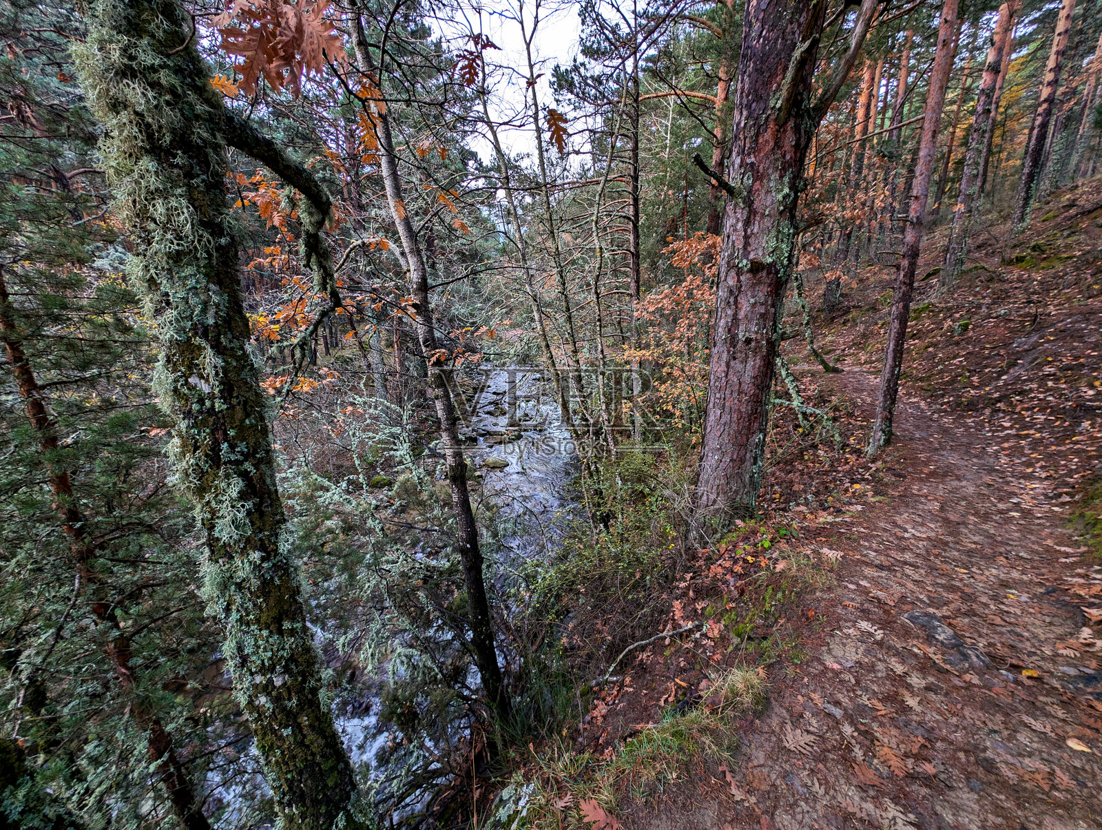 河流，秋天，树木，植物，风景，自然，早晨，色彩，景观，水照片摄影图片