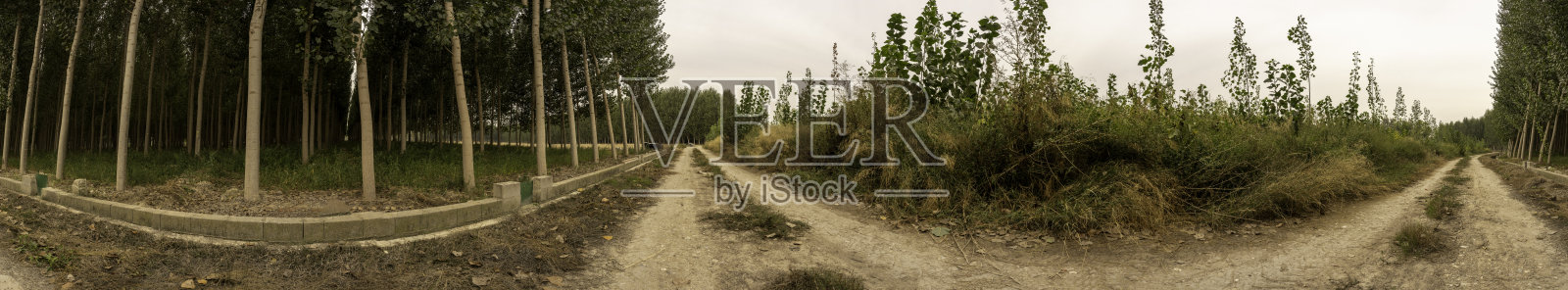 探索宁静的森林小径：双重自然小道的壮丽全景照片摄影图片