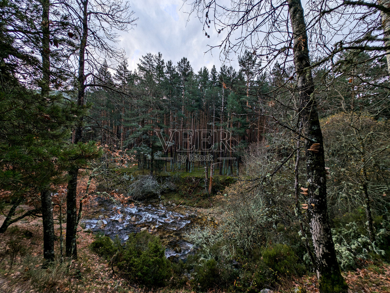 河流，秋天，树木，植物，风景，自然，早晨，色彩，景观，水照片摄影图片