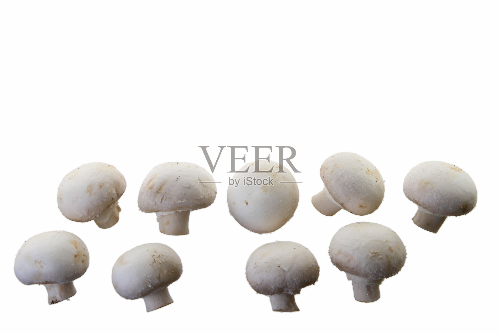 许多白色蘑菇照片摄影图片