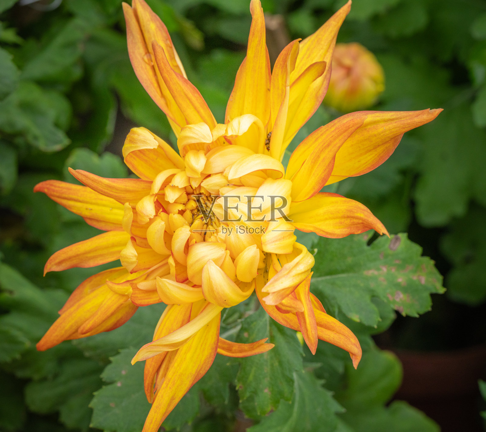 公园里的橙色菊花照片摄影图片