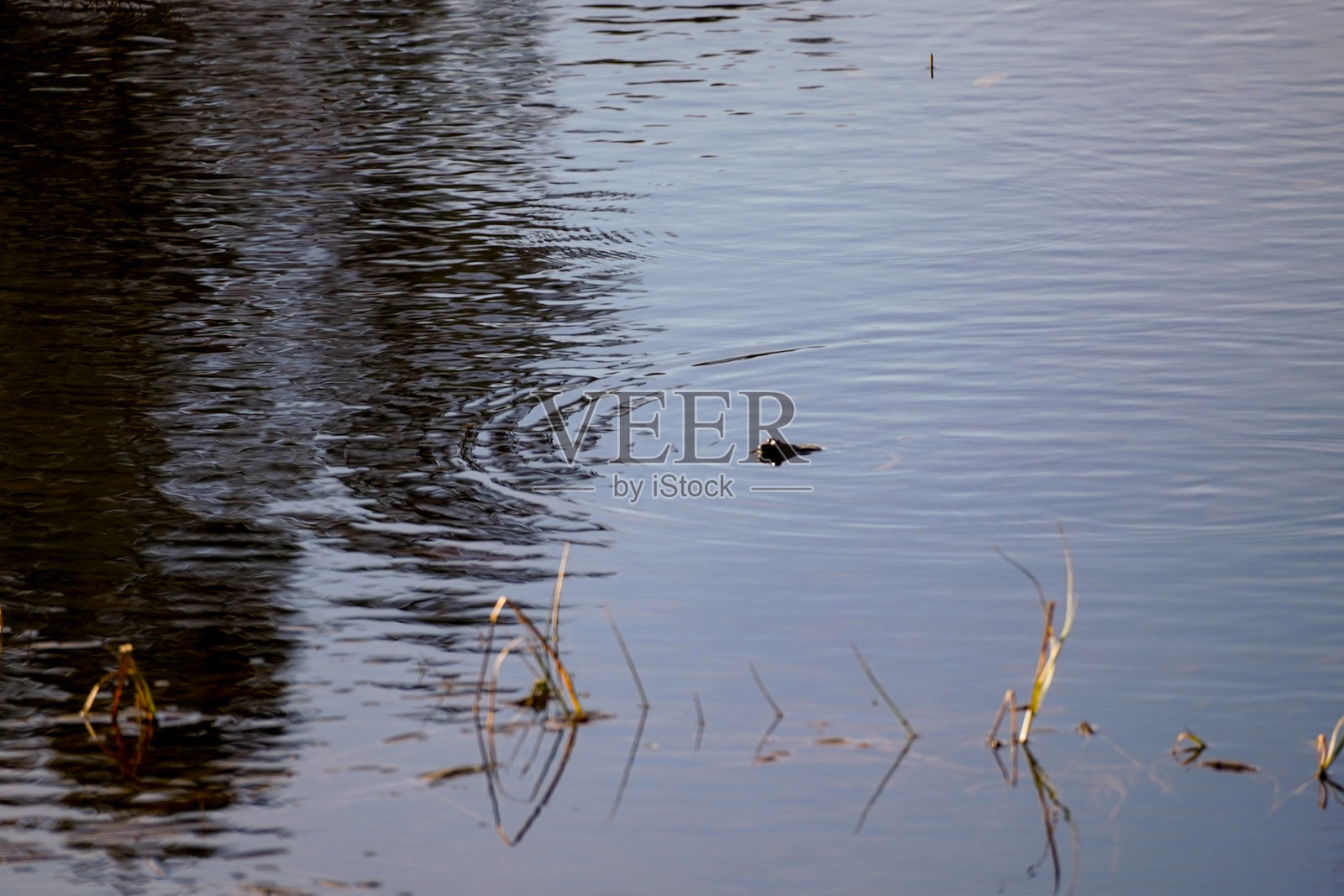 青蛙的头从水面探出照片摄影图片