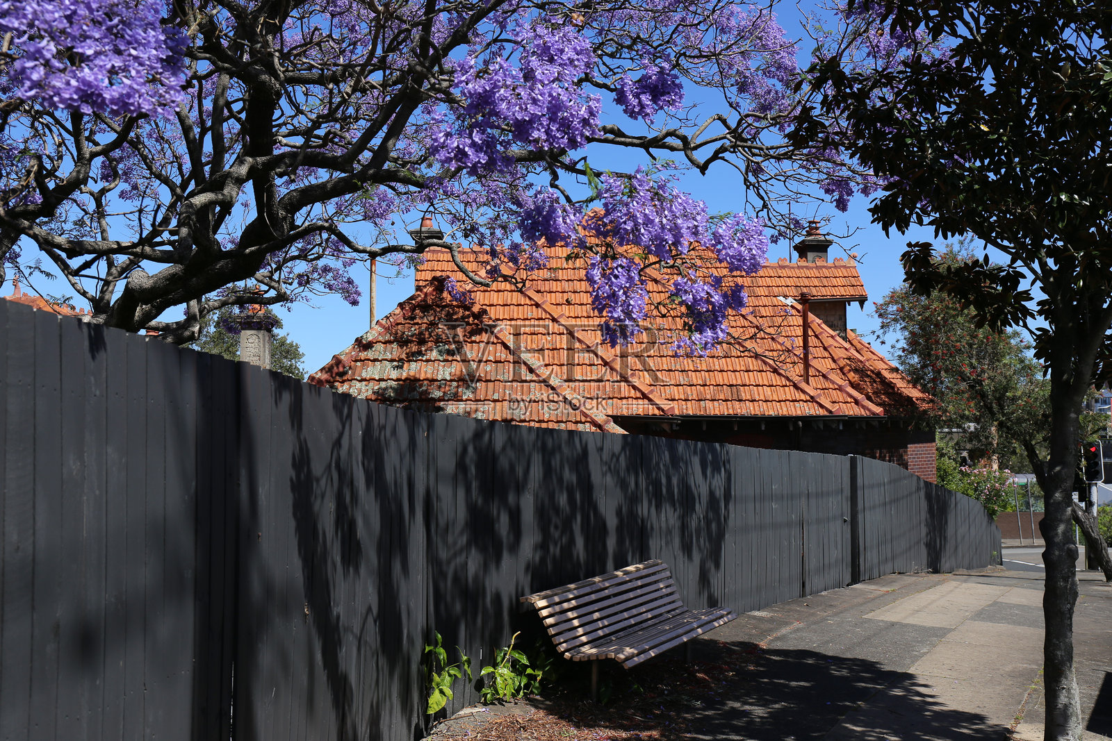 中立湾的陶土瓦房屋与盛开的紫葳树照片摄影图片