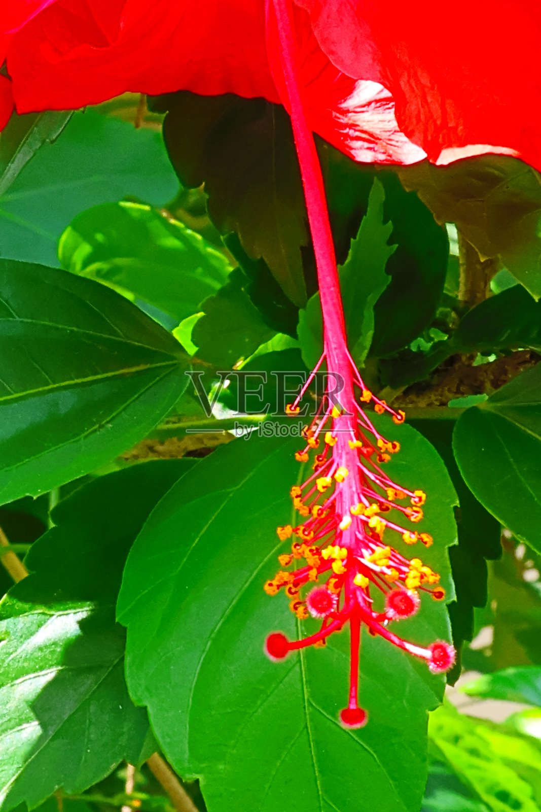 红色木槿花在美丽的花园中绽放。照片摄影图片