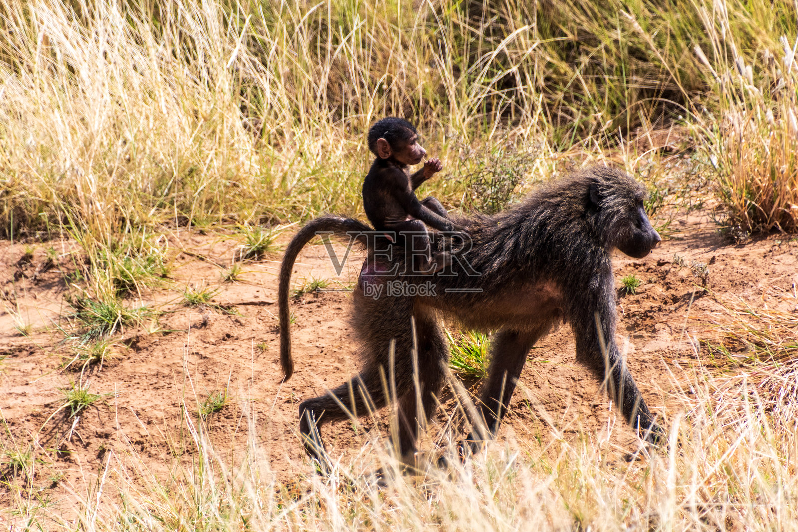 桑布鲁国家保护区的狒狒照片摄影图片