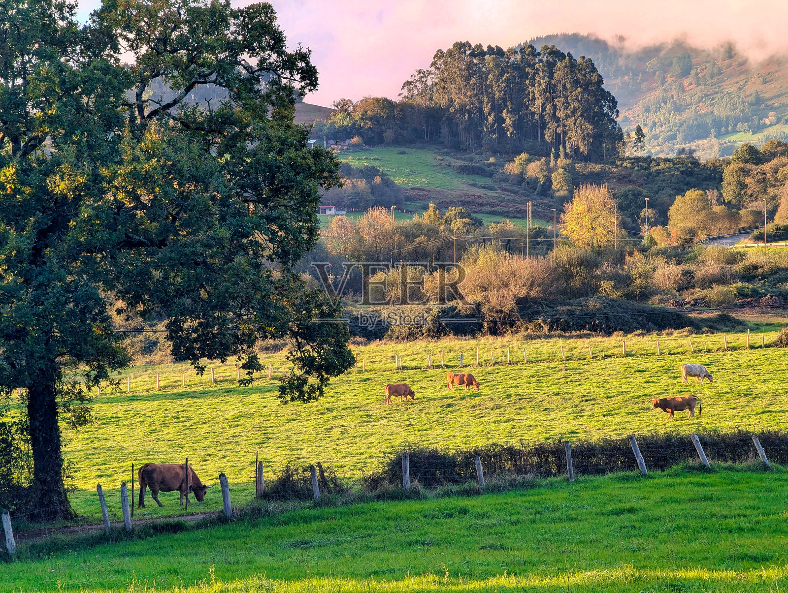 阿斯图里亚斯，西班牙，萨里戈和西耶罗市，利耶雷斯村附近的阿斯图里亚牛照片摄影图片