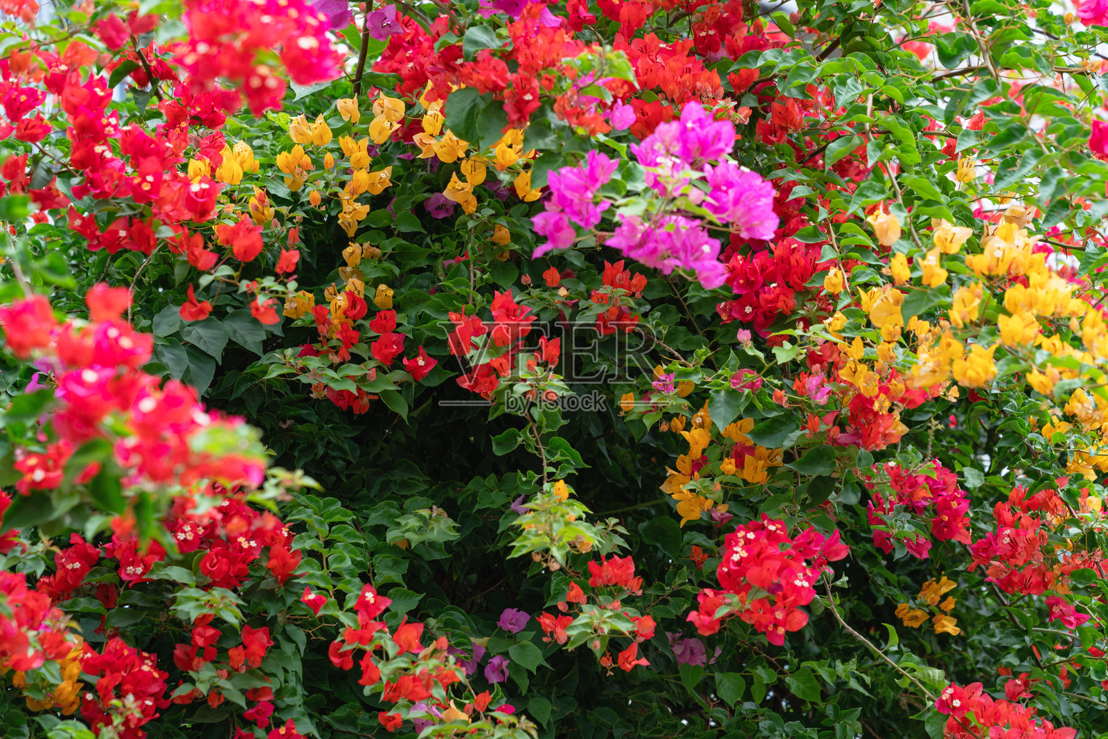 郁郁葱葱的三角梅花朵，鲜艳的粉色、红色和橙色与绿色叶子相映成趣照片摄影图片