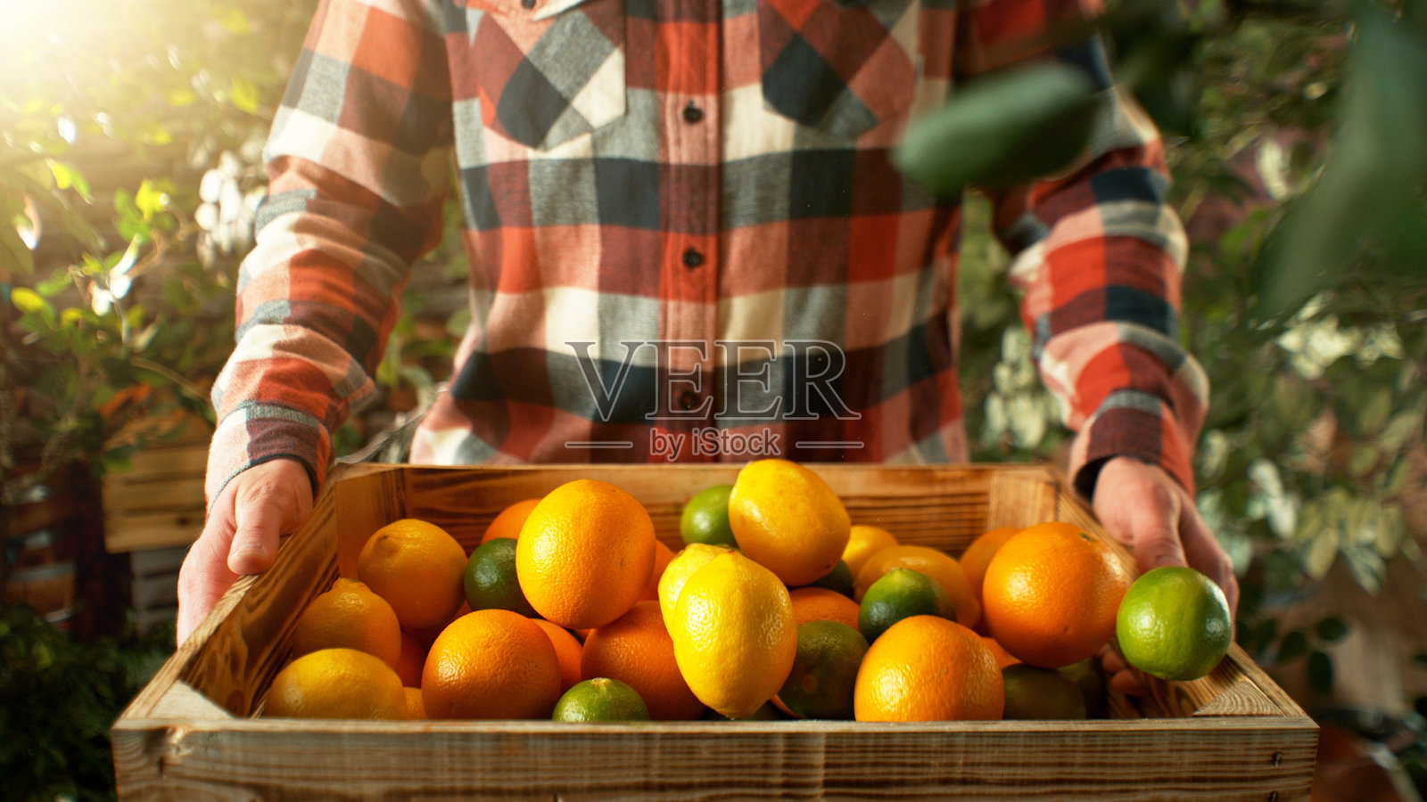 农民手持装有柑橘混合水果的木箱特写。照片摄影图片