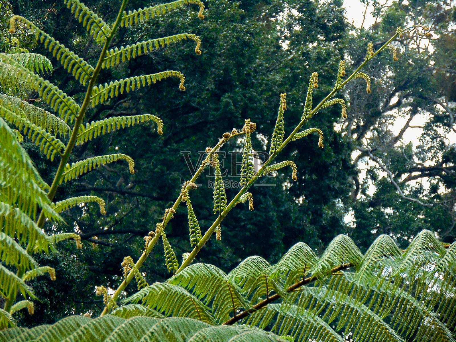 巴罗梅茨蕨类植物的展开叶片照片摄影图片