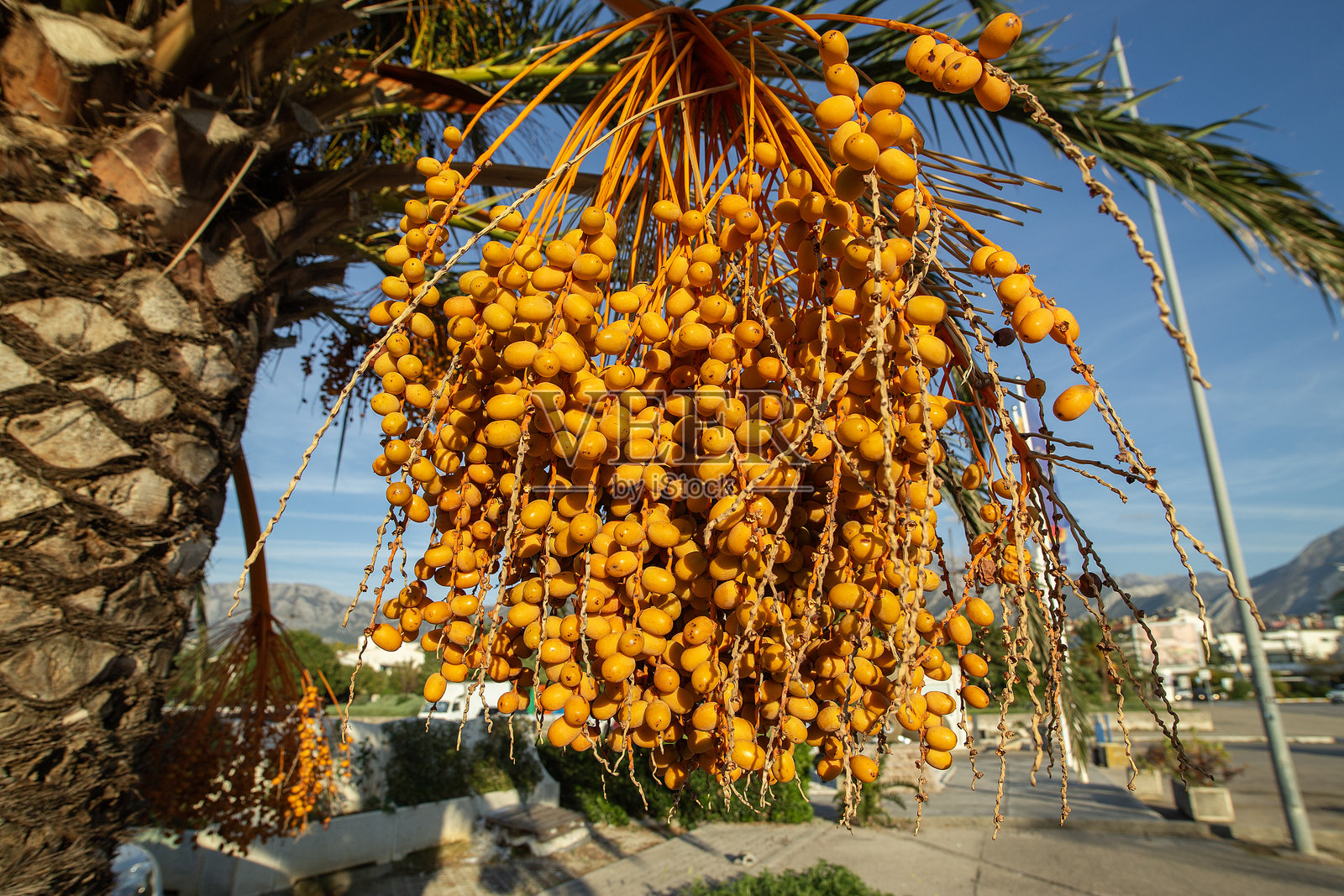 黑山巴尔的棕榈树上的黄色水果，拍摄于十一月。照片摄影图片