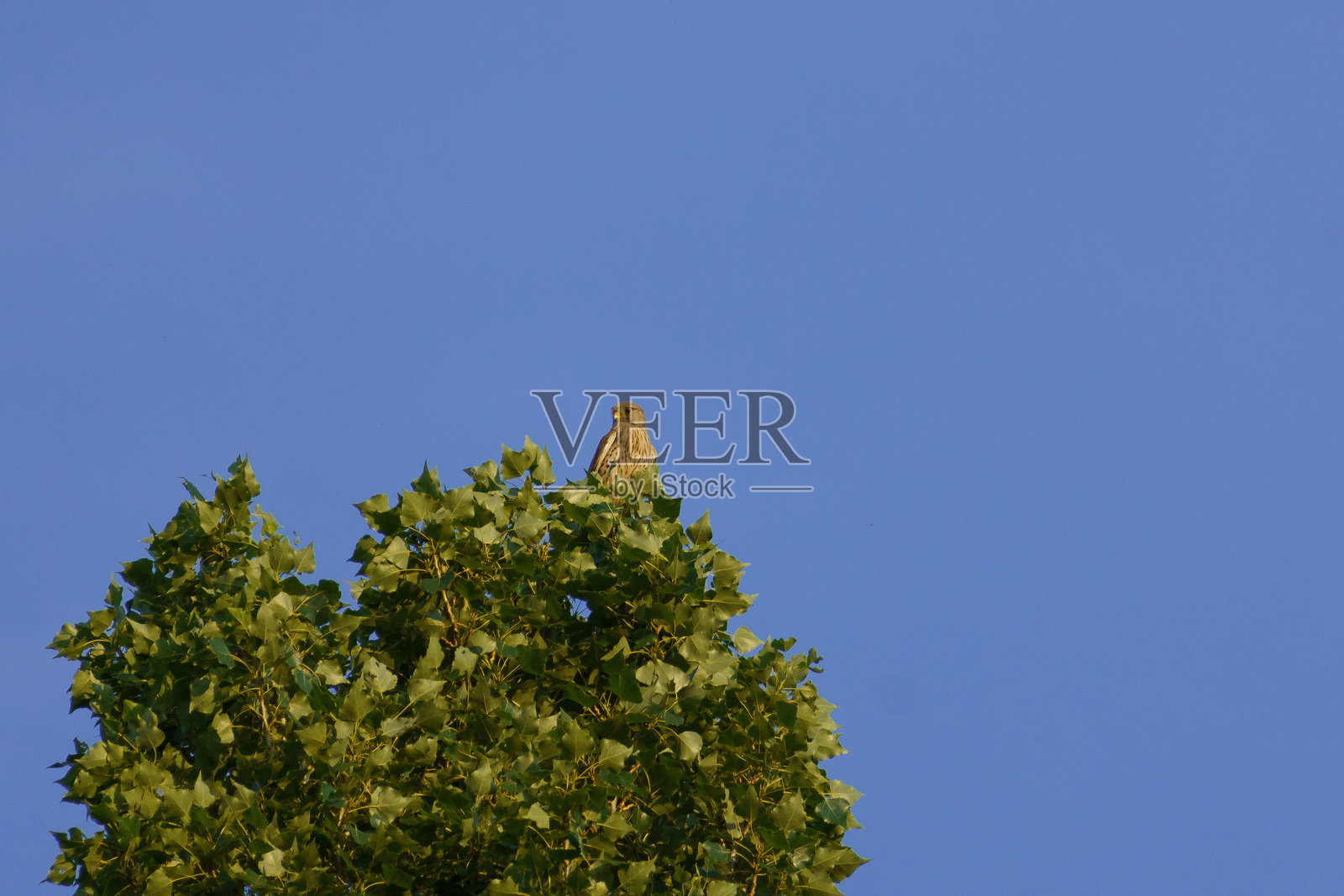 欧亚雀鹰栖息在树上照片摄影图片