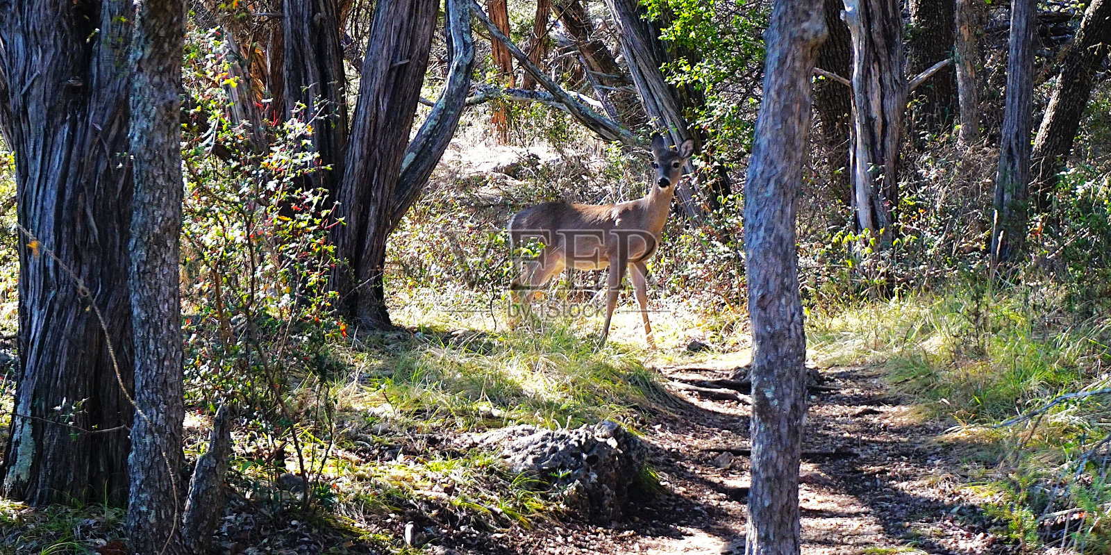 佩德纳莱斯河在德克萨斯州特拉维斯县的佩德纳莱斯瀑布州立公园流动、侵蚀并切割希尔乡村的石灰岩，形成了壮观的水池、瀑布和泉水。照片摄影图片