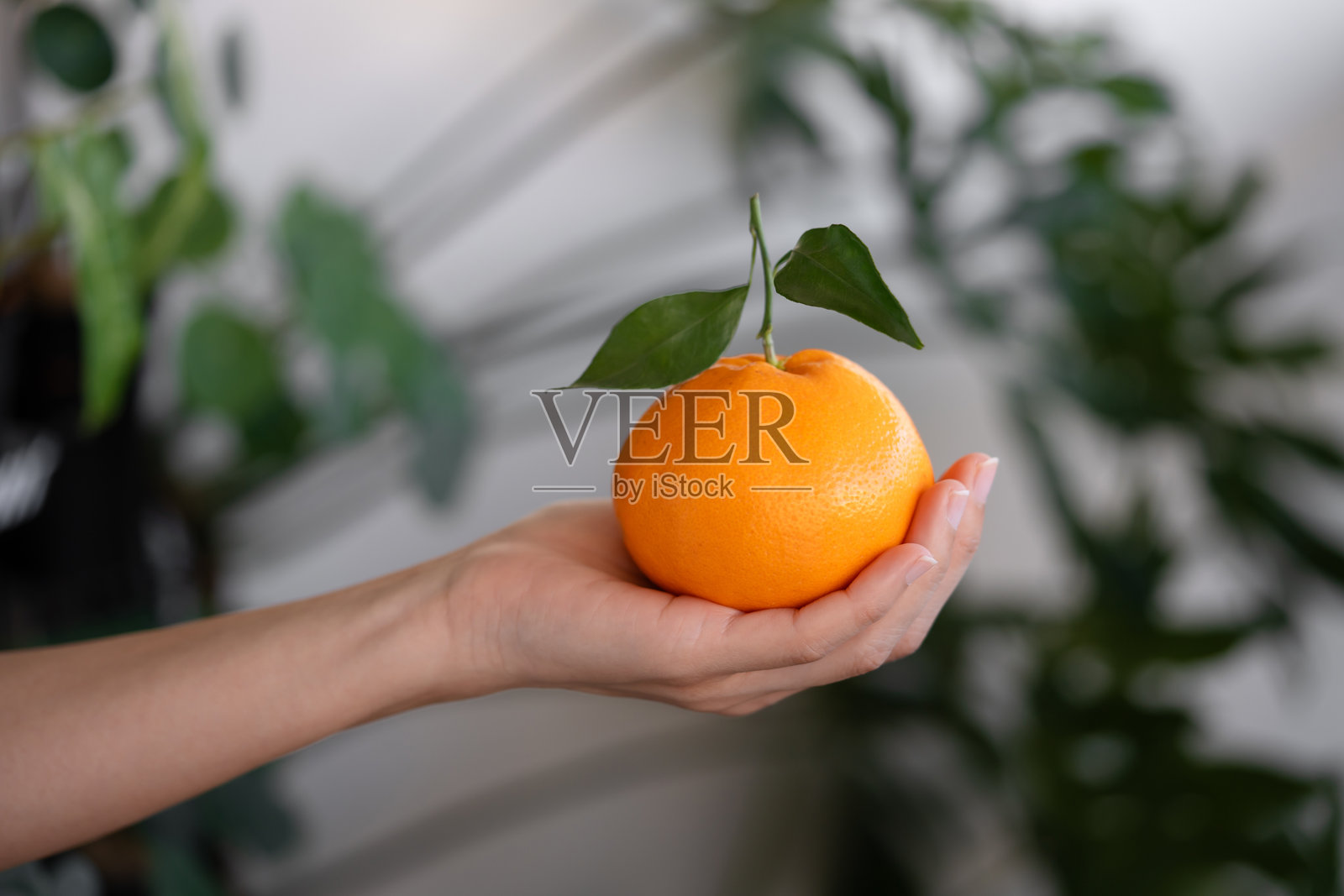 女人的手握着一颗成熟的橘子，橘子上点缀着鲜艳的绿叶，背景是模糊的绿色植物。春节概念。照片摄影图片