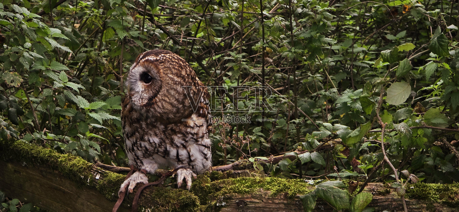 猛禽特写集照片摄影图片