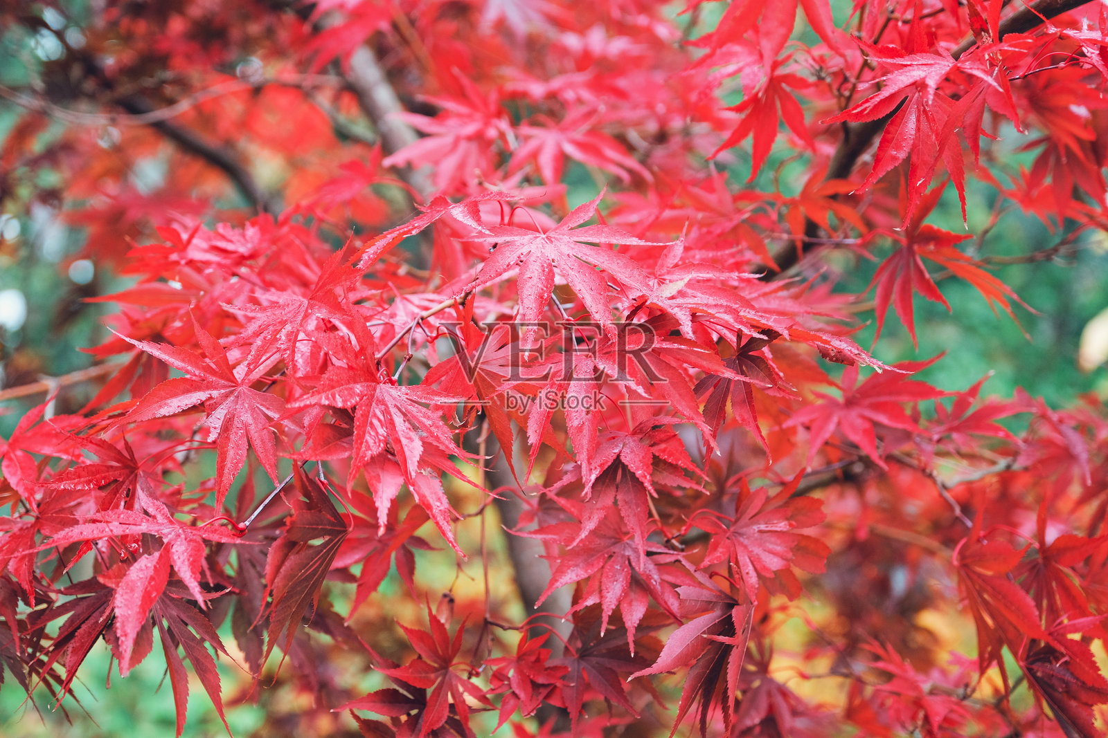 红色秋季叶子，红枫（Acer palmatum）墨流。照片摄影图片