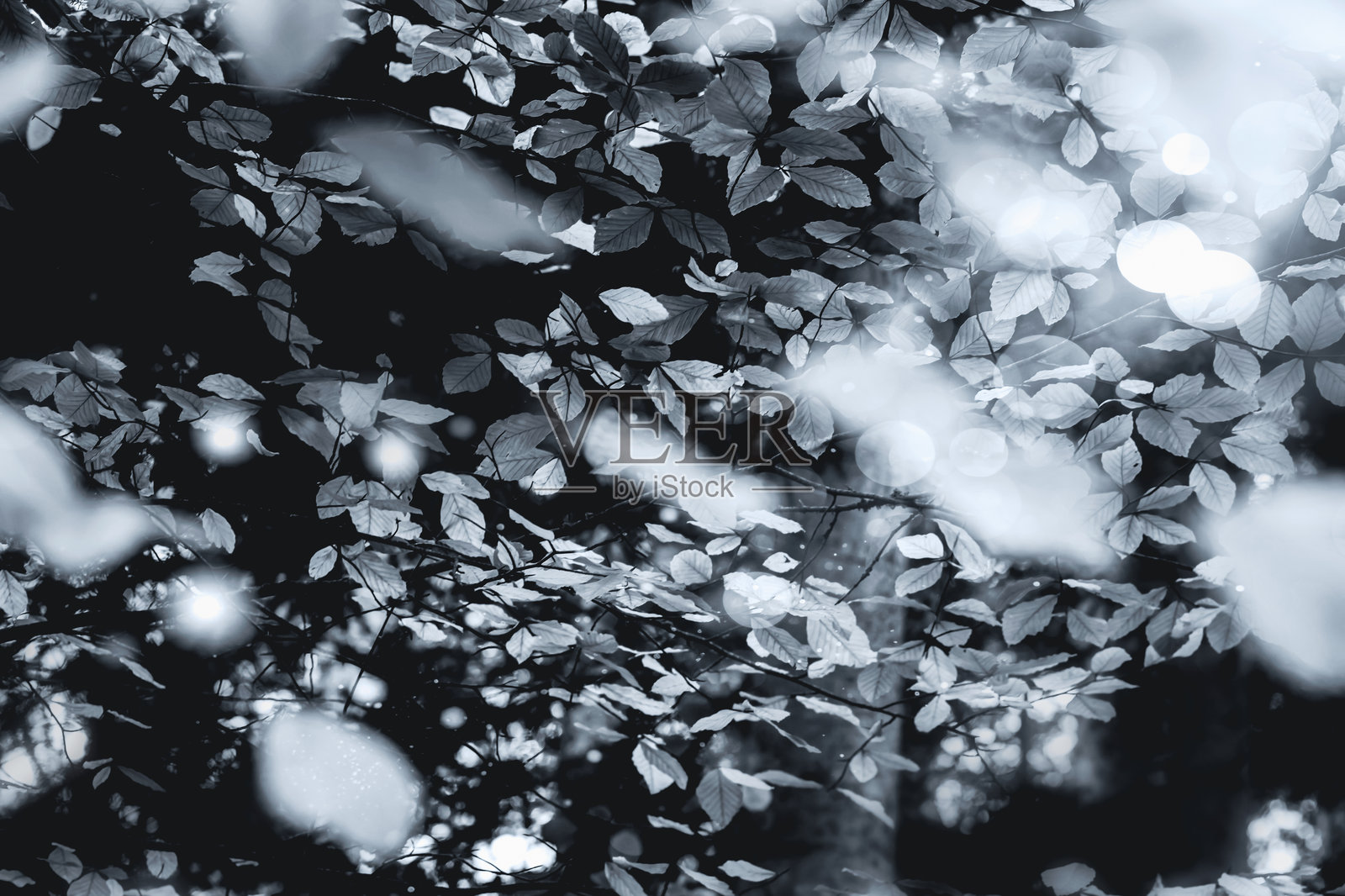 自然的美学切片。自然摄影。照片摄影图片