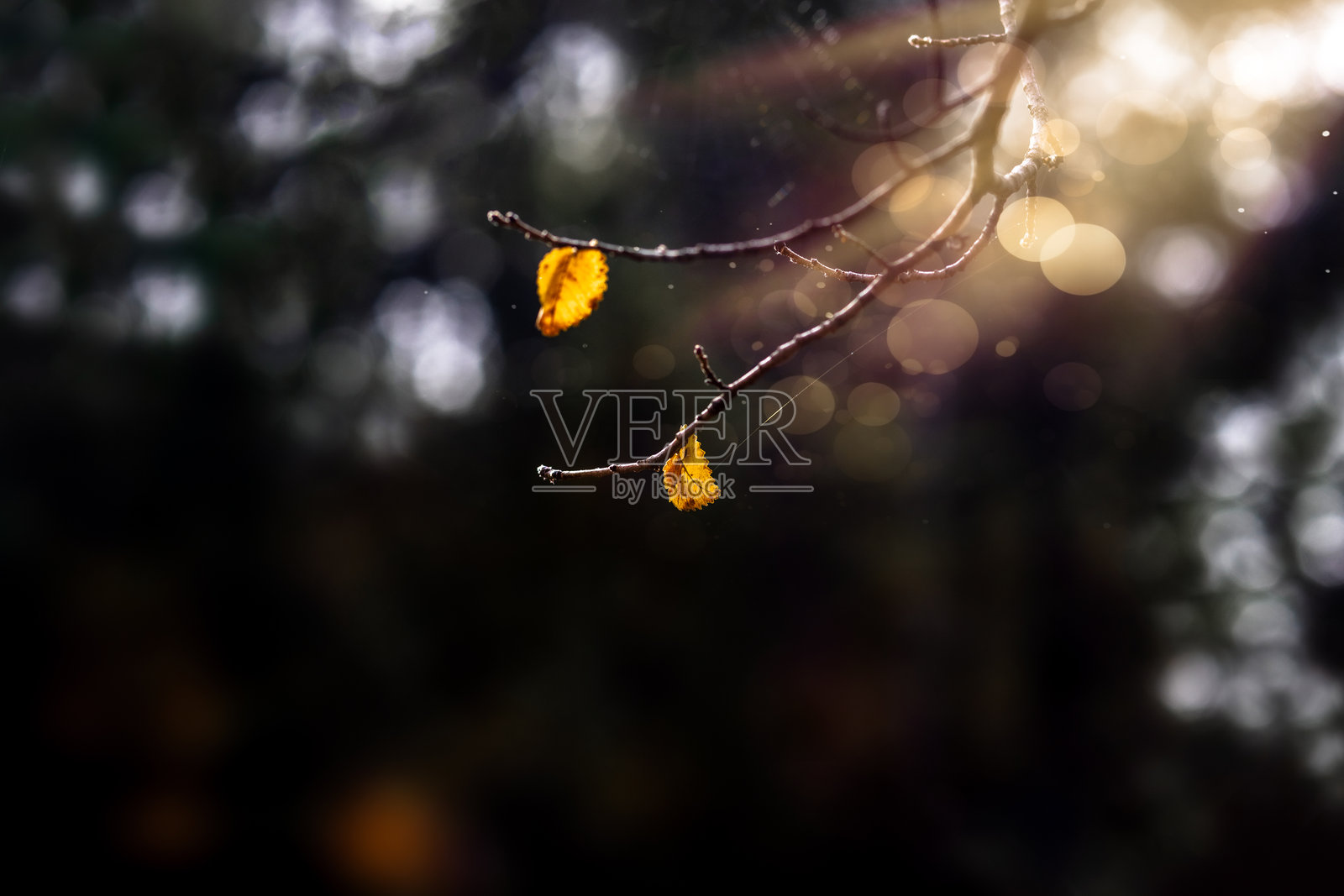 自然的美学切片。自然摄影。照片摄影图片