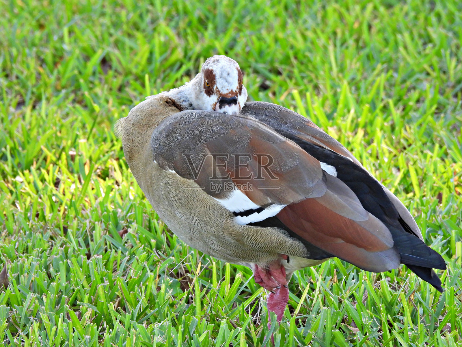 埃及雁（Alopochen aegyptiaca）- 休息在它的背羽中照片摄影图片