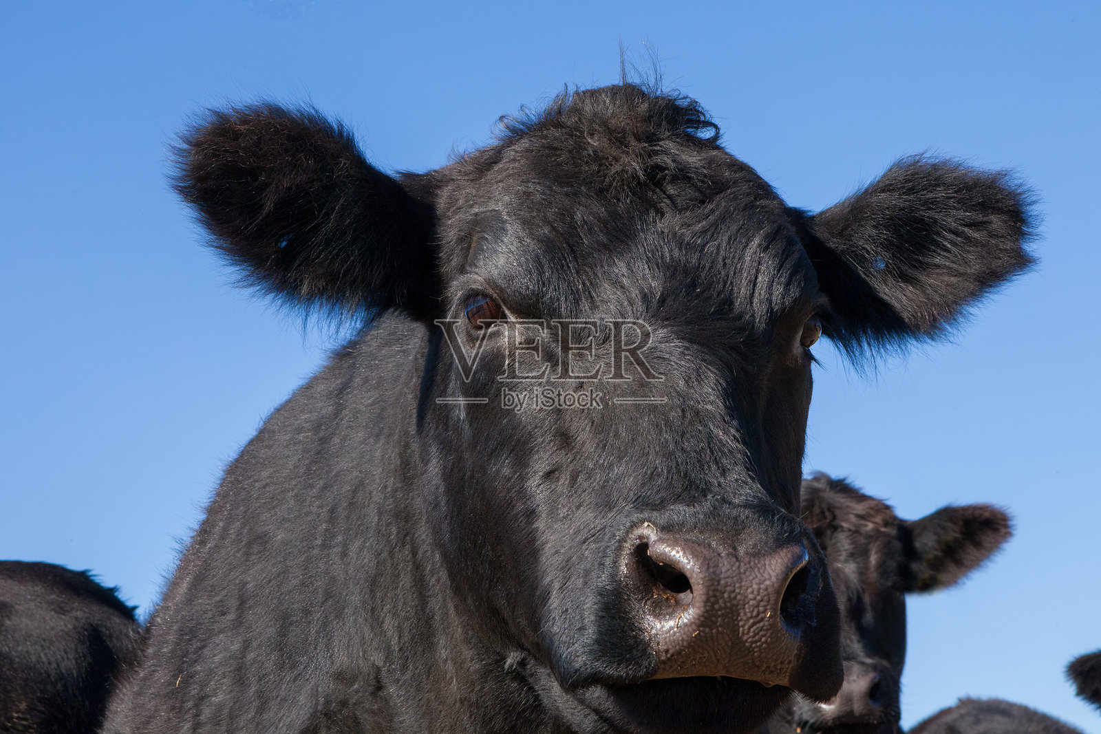 年轻的黑牛在乡村农场的阳光草地上吃草照片摄影图片