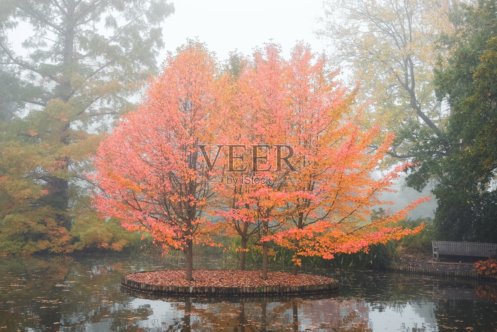 Nyssa sylvatica Wisley Bonfire的秋季色彩，通常被称为水糖树、黑水糖树、黑胶树或酸胶树。照片摄影图片