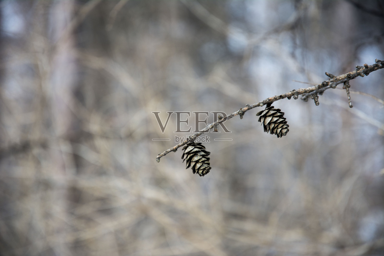 冰冻植物。冰冻的冬季风景 - 自然背景，东北中国照片摄影图片