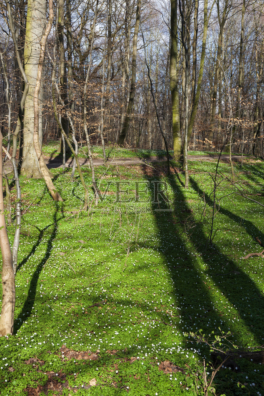 森林中的木兰花照片摄影图片