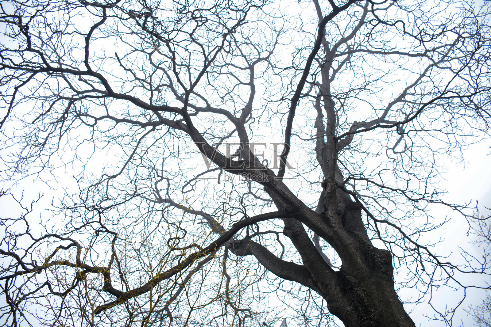 光线渐暗的傍晚，光秃的树木在天际形成鲜明的轮廓。照片摄影图片