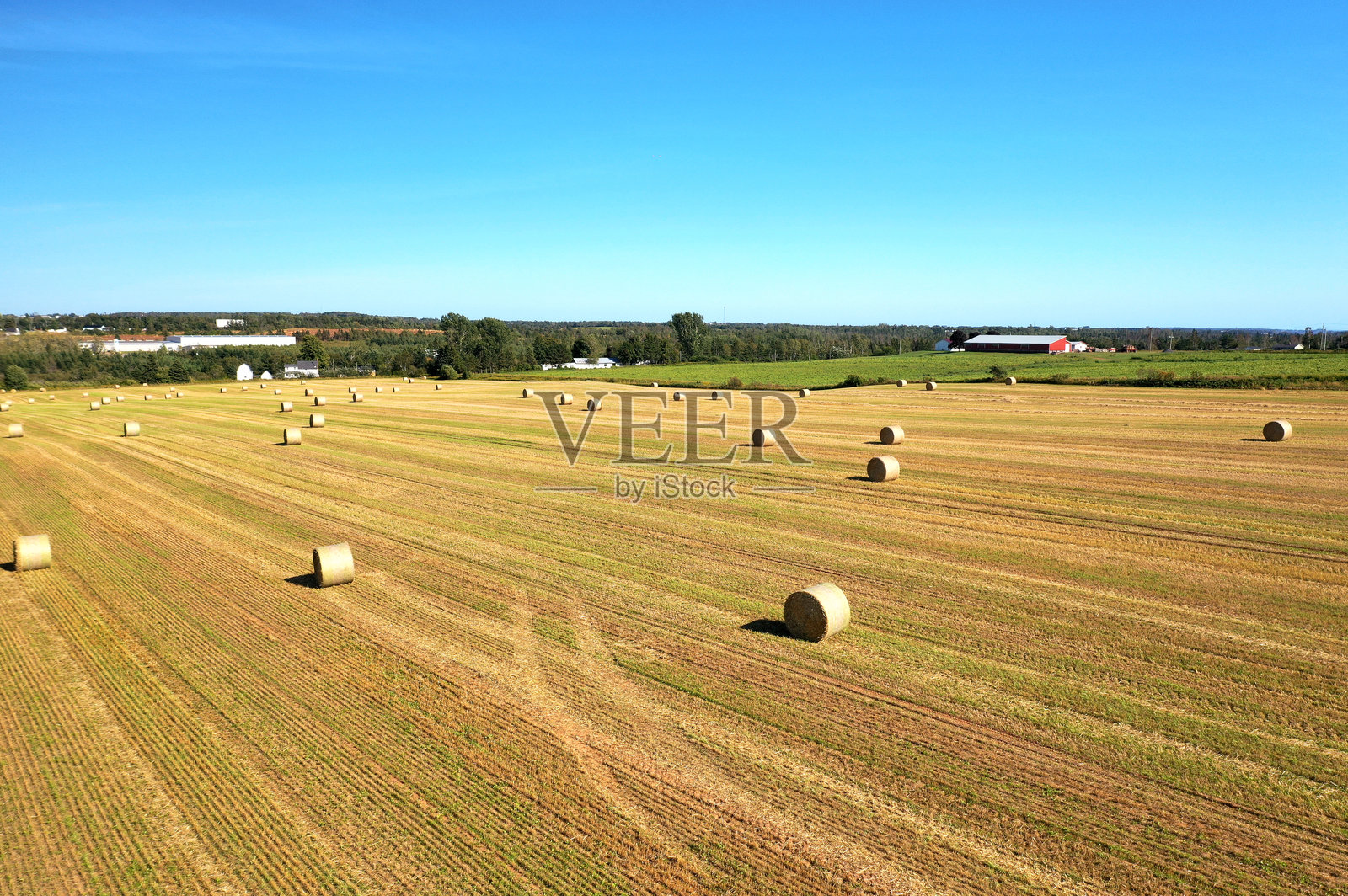 收割黑麦后，田野上有许多稻草 bale。照片摄影图片
