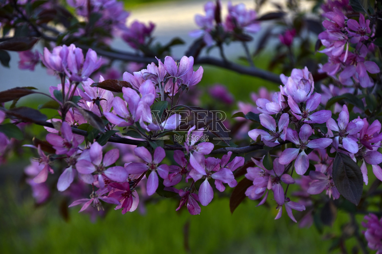 美丽的红色苹果花在春天盛开。苹果树花朵特写。美丽的散景。照片摄影图片