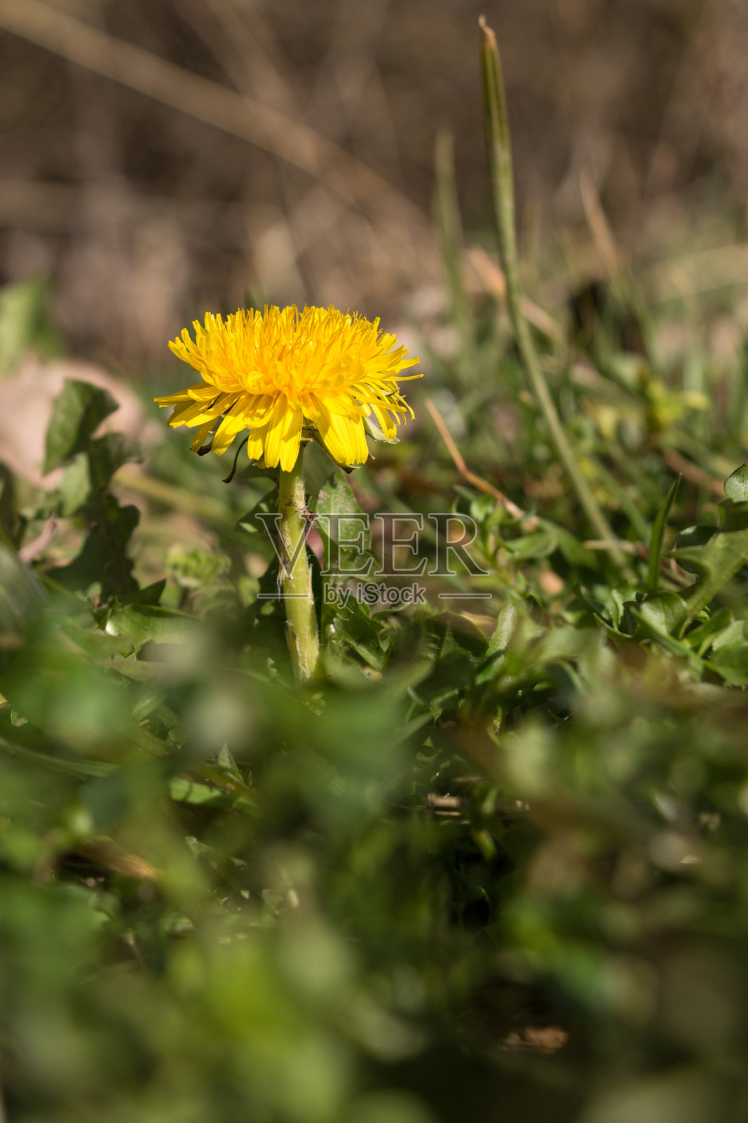 黄色蒲公英花的特写镜头。照片摄影图片