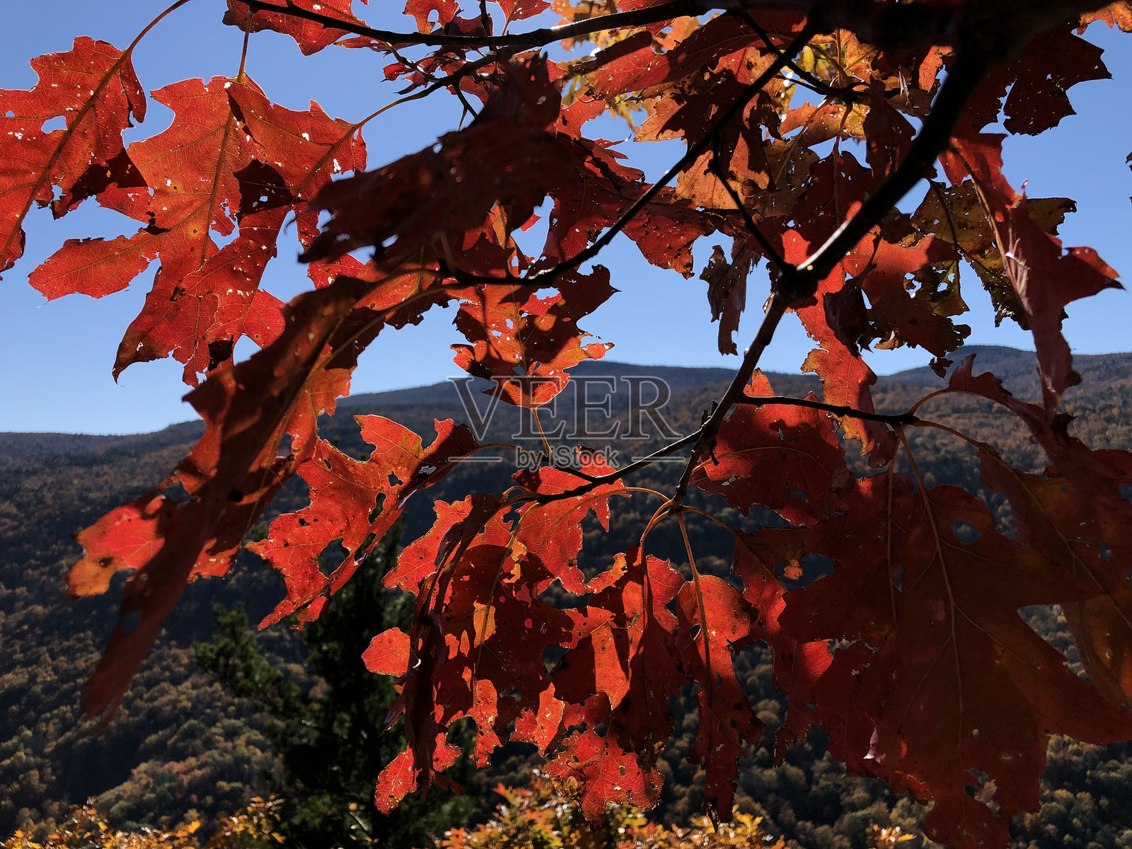 十月的纽约州卡特斯基尔山脉，靠近卡特斯基尔瀑布。照片摄影图片