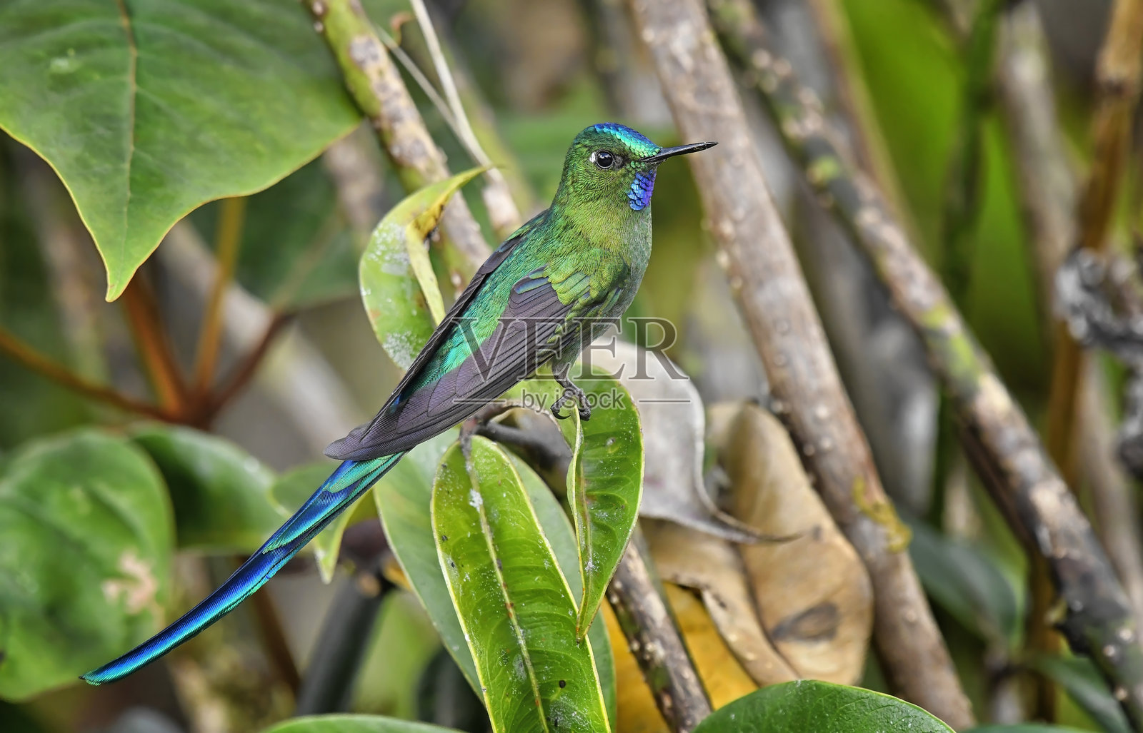 一只长尾丝雀蜂鸟栖息在绿叶上照片摄影图片
