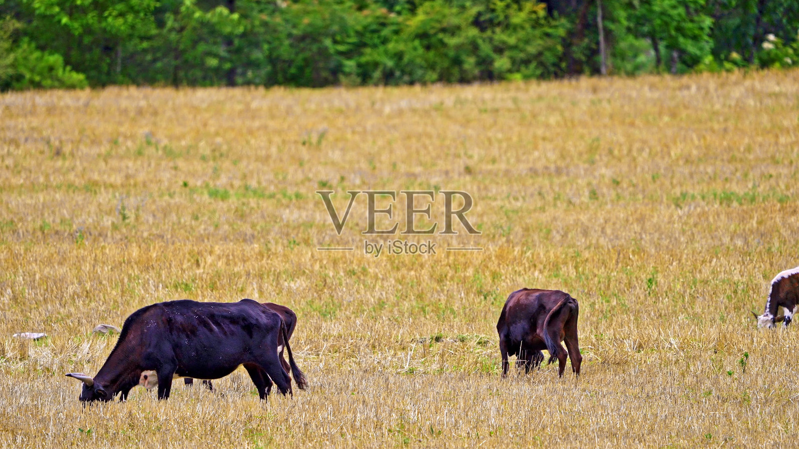 青藏高原上的草原牛群，中国，亚洲。照片摄影图片
