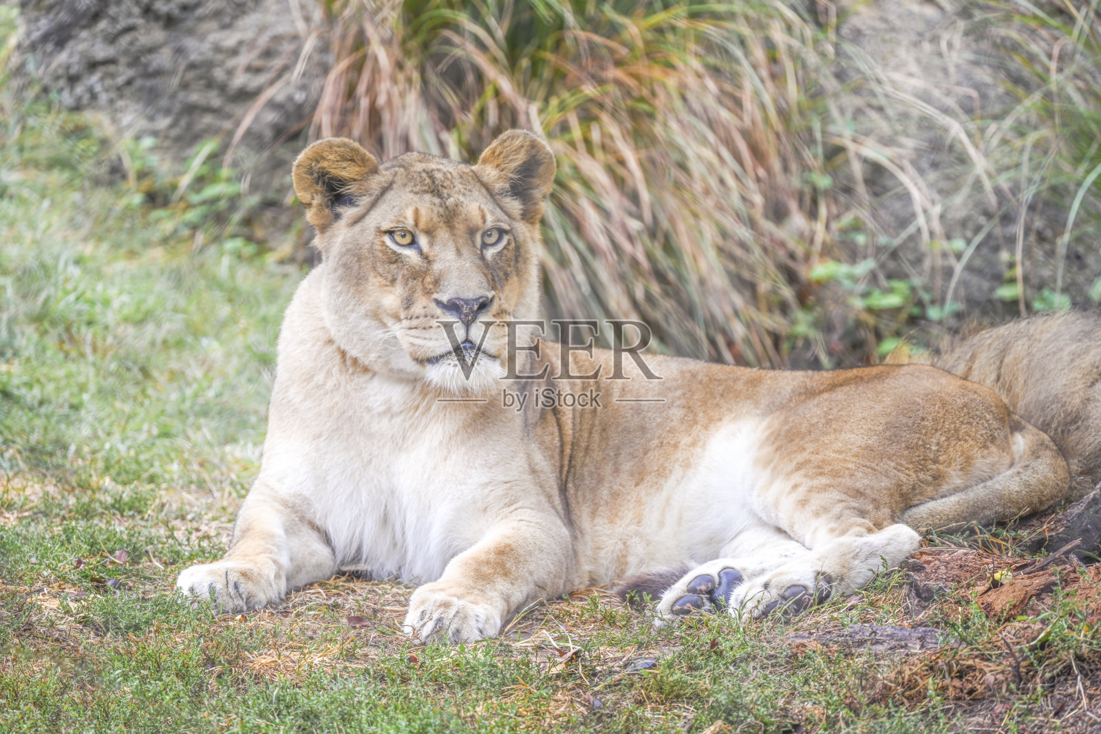 母狮照片摄影图片