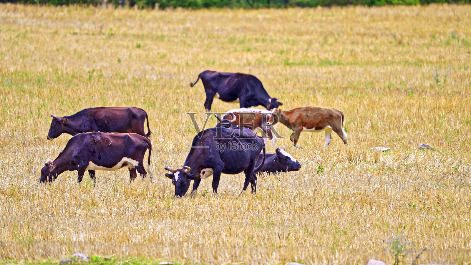 青藏高原上的草原牛群，中国，亚洲。照片摄影图片