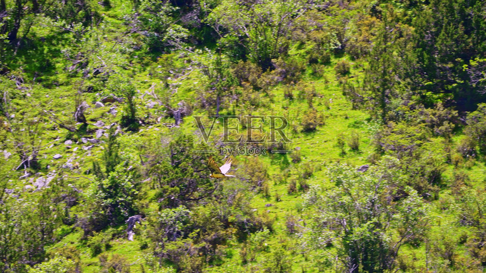在中国青藏高原上飞翔的野生鸟类，展翅翱翔。照片摄影图片