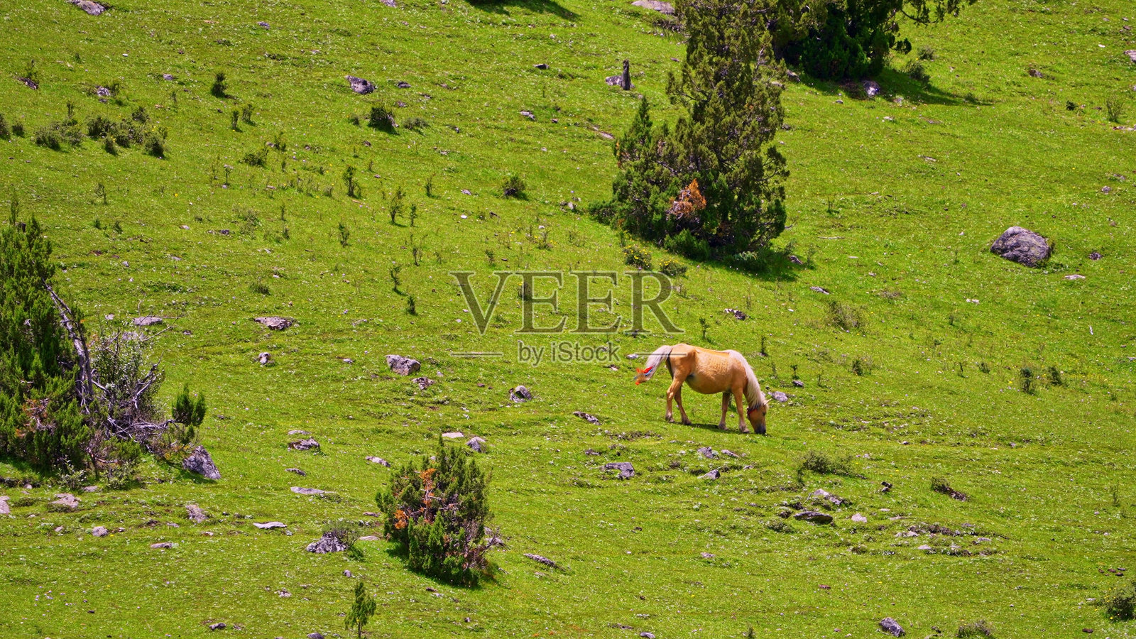 青藏高原上的草原马， 中国， 亚洲。照片摄影图片